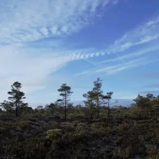 Scattered pine trees over open heather bog at Peatlands Park on a clear morning