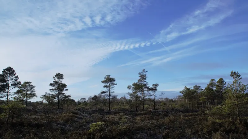 Scattered pine trees over open heather bog at Peatlands Park on a clear morning