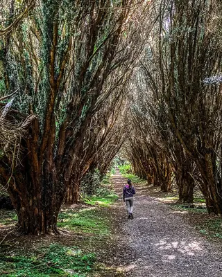 A yew avenue in Rossmore Forest Park outside Monaghan town