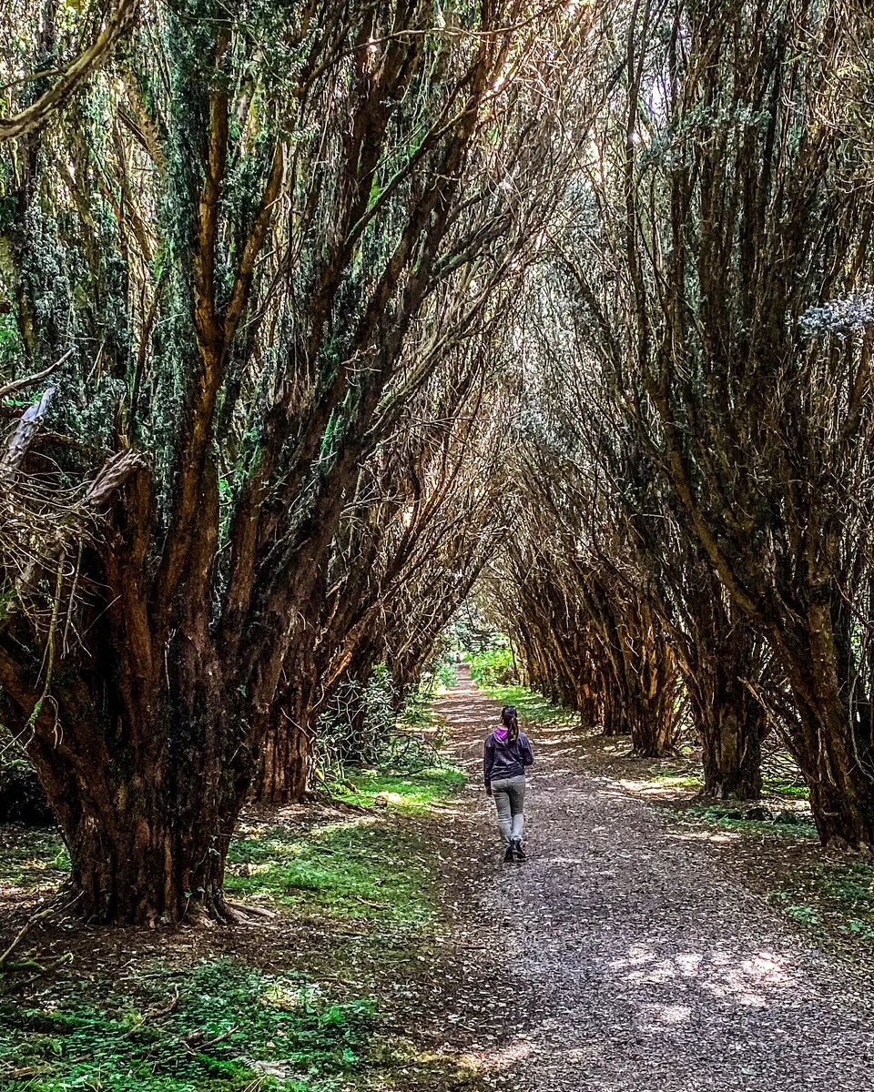 A yew avenue in Rossmore Forest Park outside Monaghan town