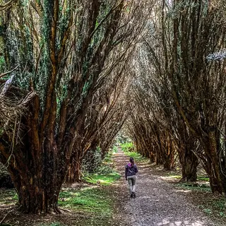 A yew avenue in Rossmore Forest Park outside Monaghan town