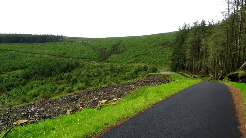 The forest drive winding through Gortin Glen Forest Park below Mullaghcarn