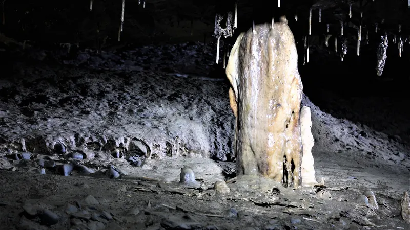 A stalagmite under a ceiling of straw stalactites in Crag Cave, County Kerry