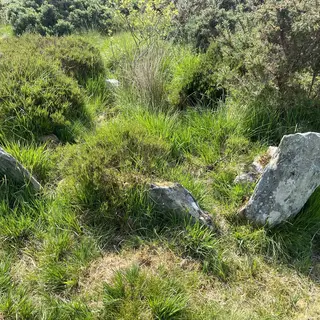 Lichened stones of a wedge tomb half hidden in grass and gorse at Ballygroll