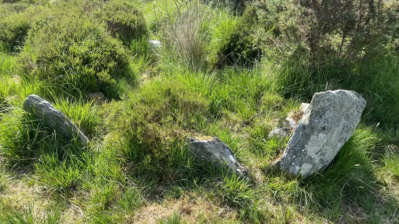 Lichened stones of a wedge tomb half hidden in grass and gorse at Ballygroll