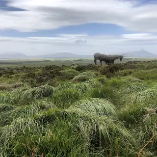 Bog grass and open moorland in Wild Nephin Ballycroy National Park