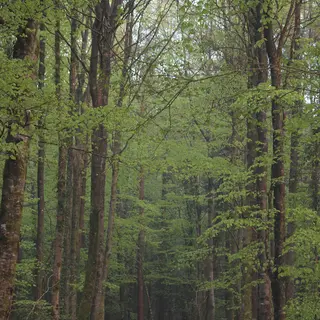 A path running into a stand of tall beech trees in Castle Caldwell Forest