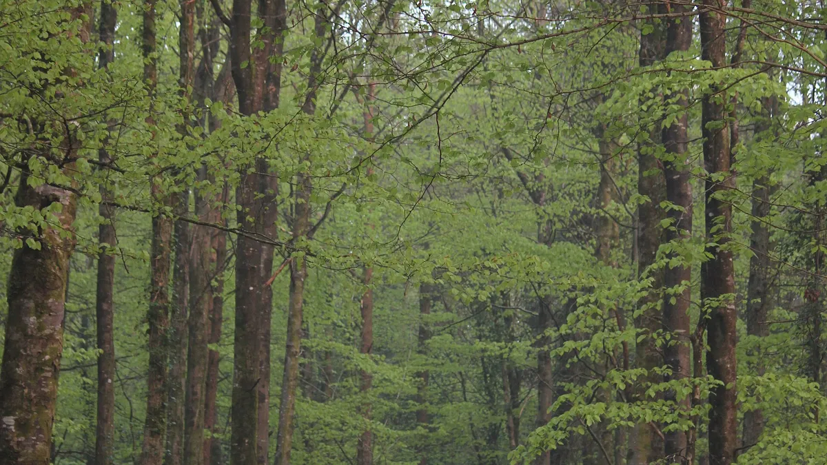 A path running into a stand of tall beech trees in Castle Caldwell Forest