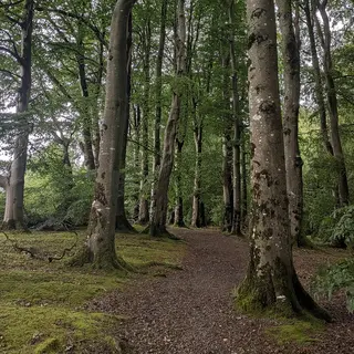 A leaf covered trail running between tall beech trees in Drum Manor Forest Park