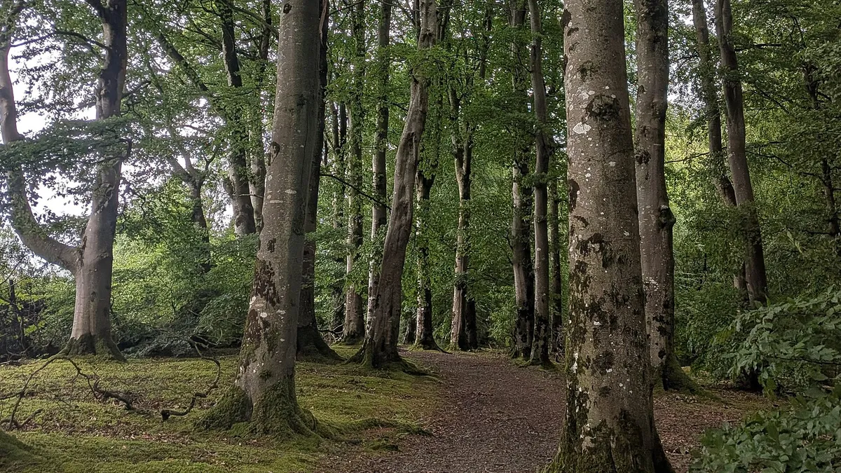 A leaf covered trail running between tall beech trees in Drum Manor Forest Park