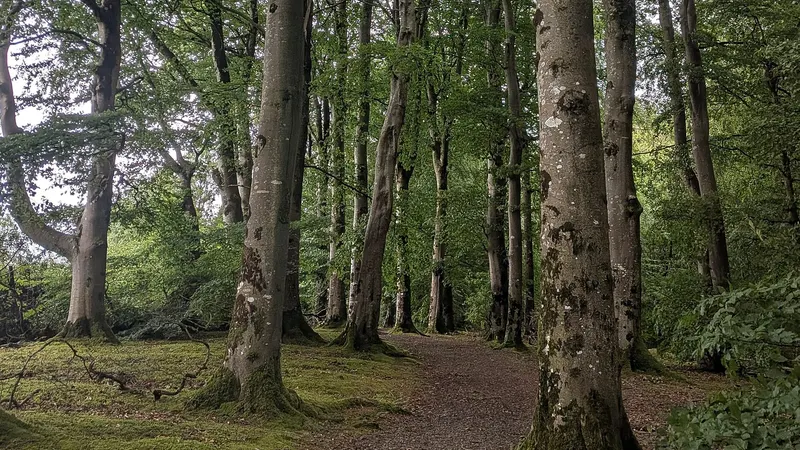 A leaf covered trail running between tall beech trees in Drum Manor Forest Park