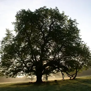 A broad old tree silhouetted against the light in Dún a Rí Forest Park