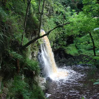 The waterfall in Ness Country Park through the trees