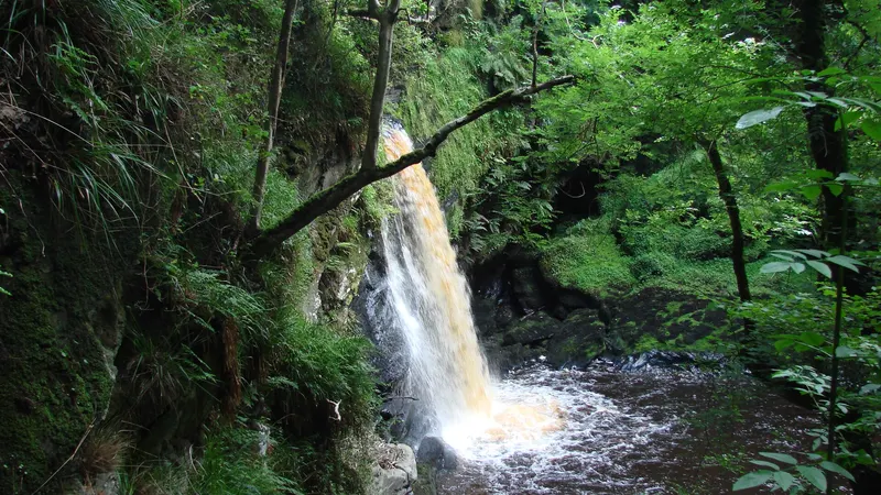 The waterfall in Ness Country Park through the trees