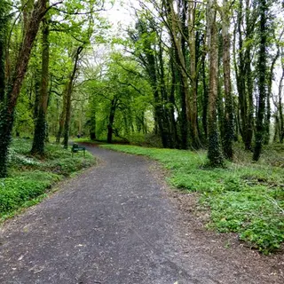 A gravel path running between tall trees and green undergrowth at Castle Archdale