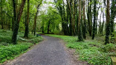 A gravel path running between tall trees and green undergrowth at Castle Archdale