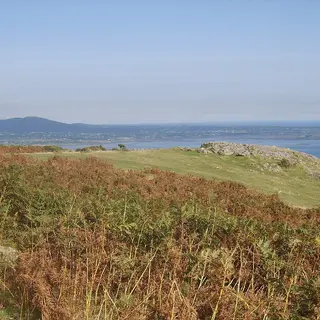 Bracken on the slopes of Slieve Foye above Carlingford Lough