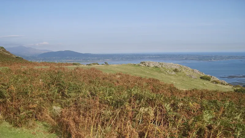 Bracken on the slopes of Slieve Foye above Carlingford Lough