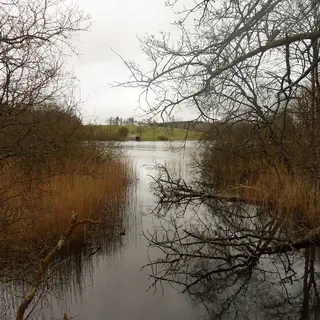 The Inner Lough at Dartrey, ringed by bare winter trees