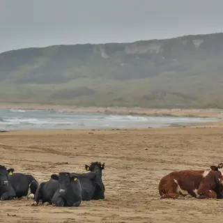 Cattle lying on the sand at White Park Bay, with the green headland behind