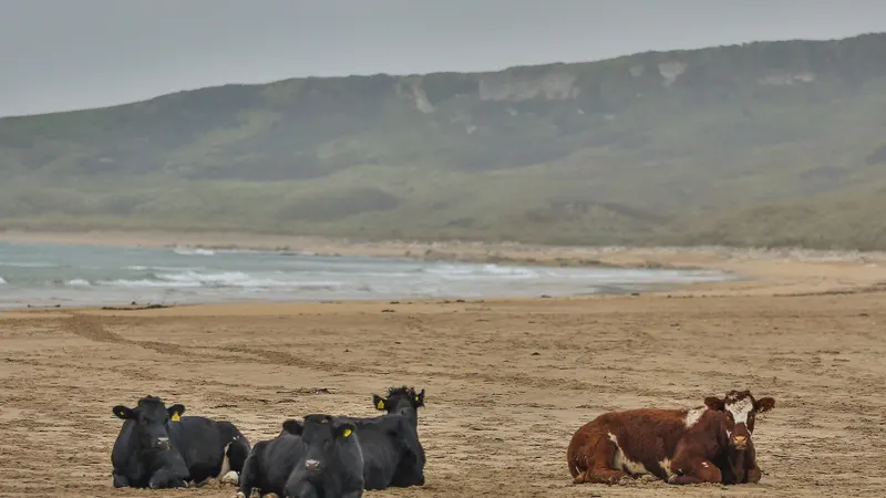 Cattle lying on the sand at White Park Bay, with the green headland behind