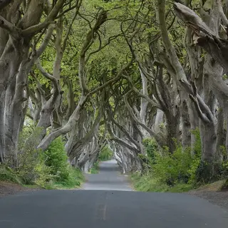 Twisted beech trees arching over the narrow road at the Dark Hedges