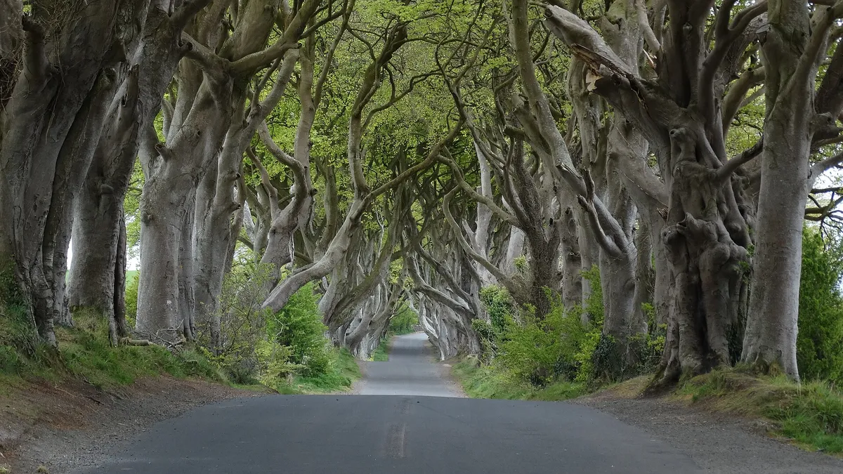 Twisted beech trees arching over the narrow road at the Dark Hedges