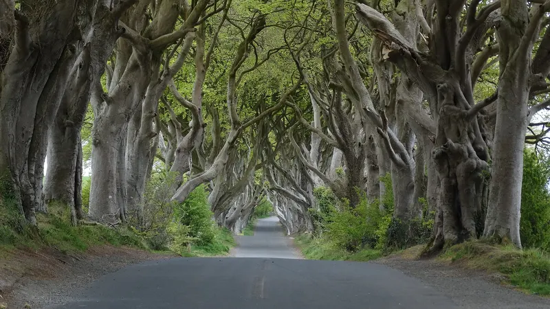 Twisted beech trees arching over the narrow road at the Dark Hedges