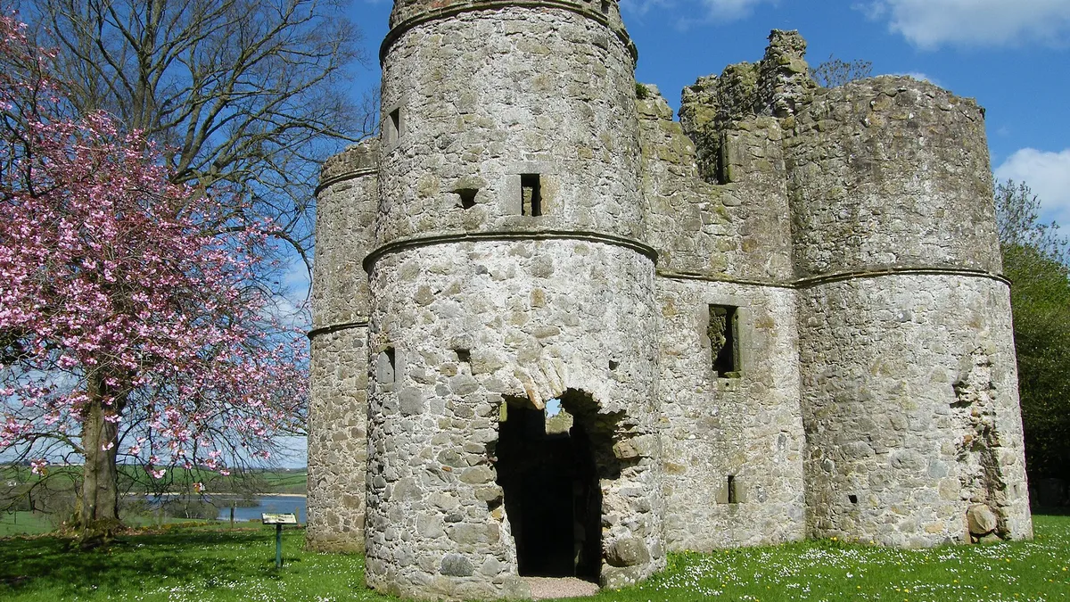 Roughan Castle with its round corner towers on a lawn, a pink flowering tree beside it