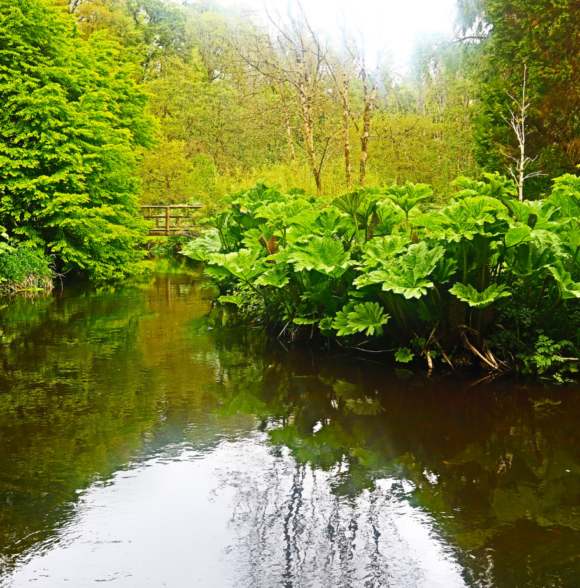 Annes Grove Gardens
