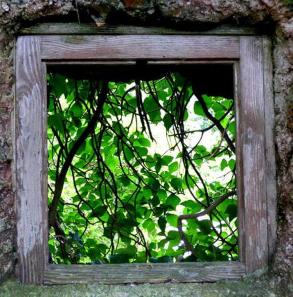 Curraghchase Forest Park
