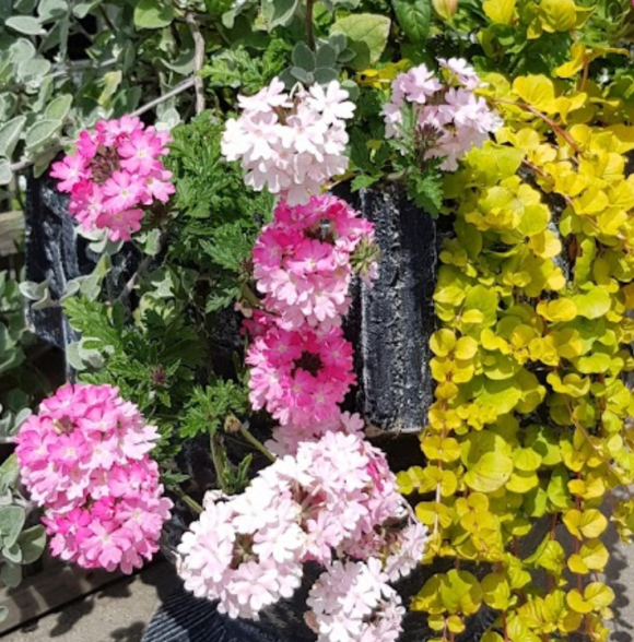 Newtown Cove Caravan Park