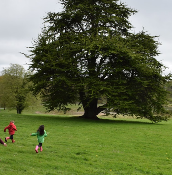 Curraghchase Forest Park
