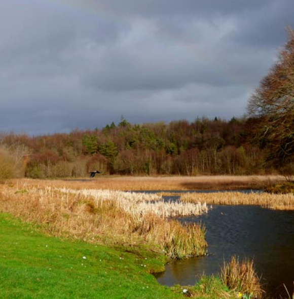Curraghchase Forest Park