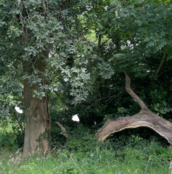 Waterford Motorhome Parking