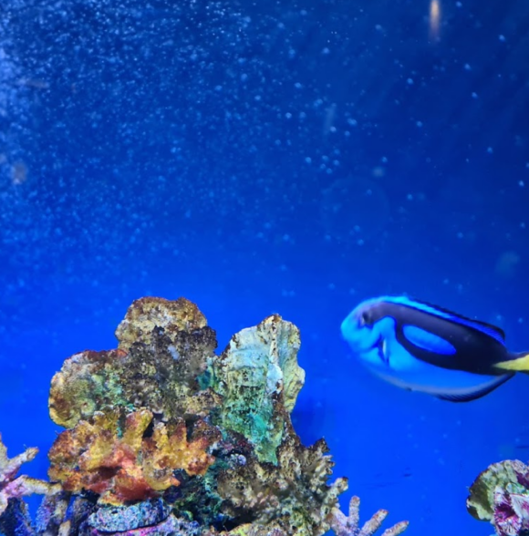 Galway Aquarium