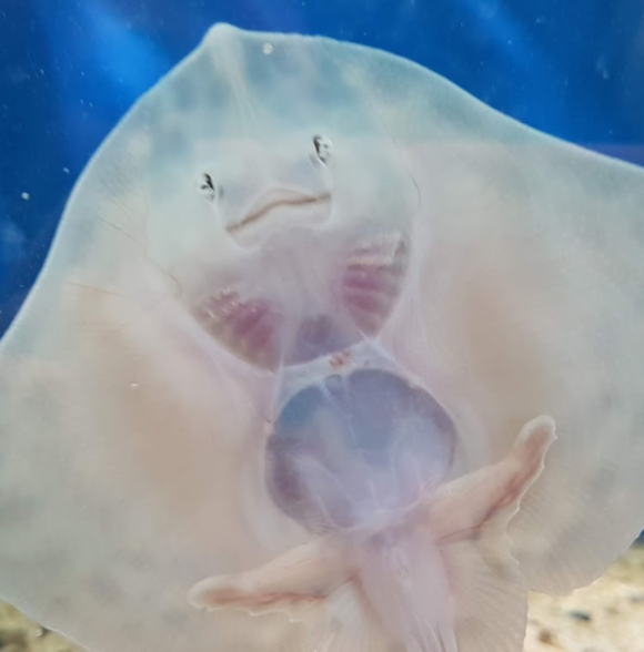 Galway Aquarium