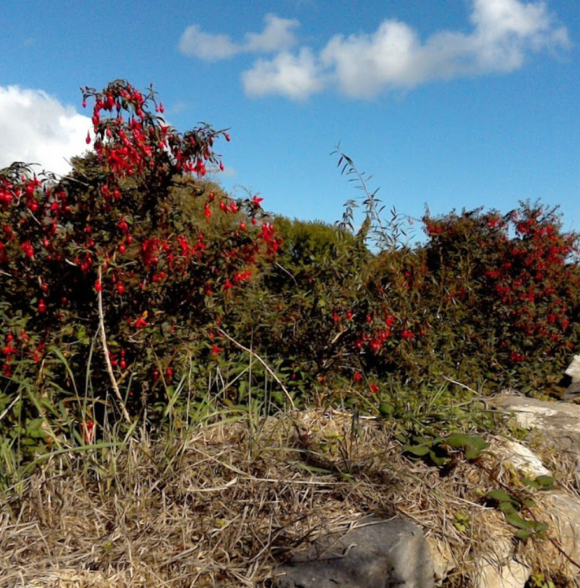 Drombeg Stone Circle