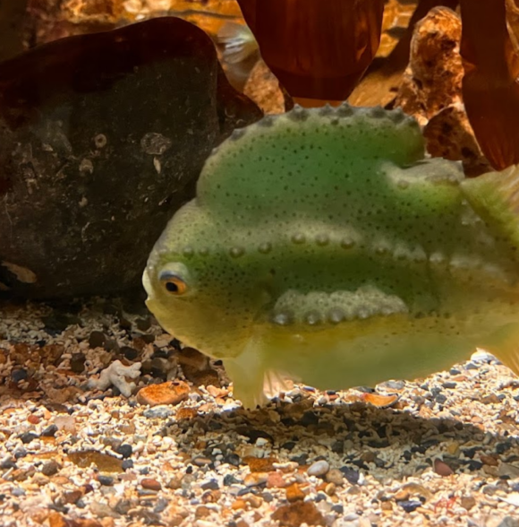 Galway Aquarium
