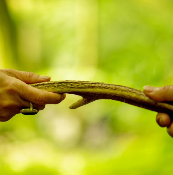Glengarriff Forest Therapy & Walk