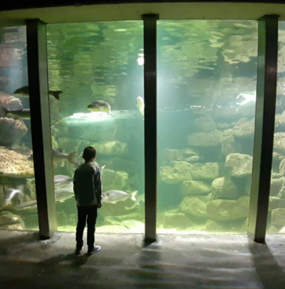 Galway Aquarium