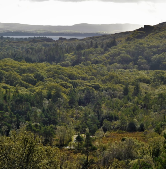 Glengarriff Forest Therapy & Walk