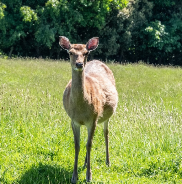 Doneraile Court & Estate