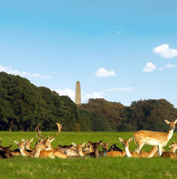 Phoenix Park