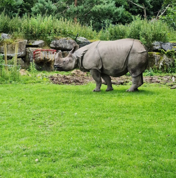 Fota Wildlife Park