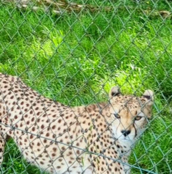 Fota Wildlife Park