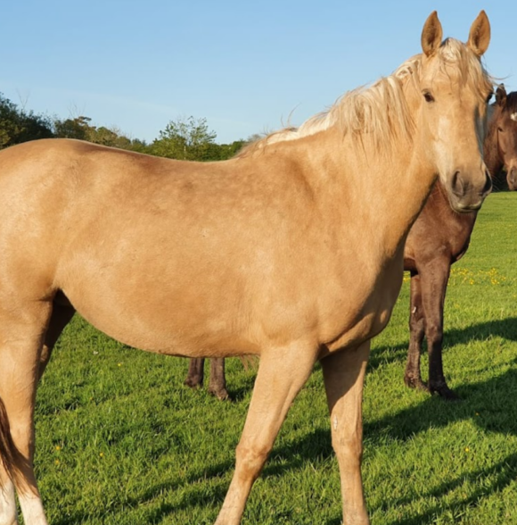 The Paddocks Riding Centre