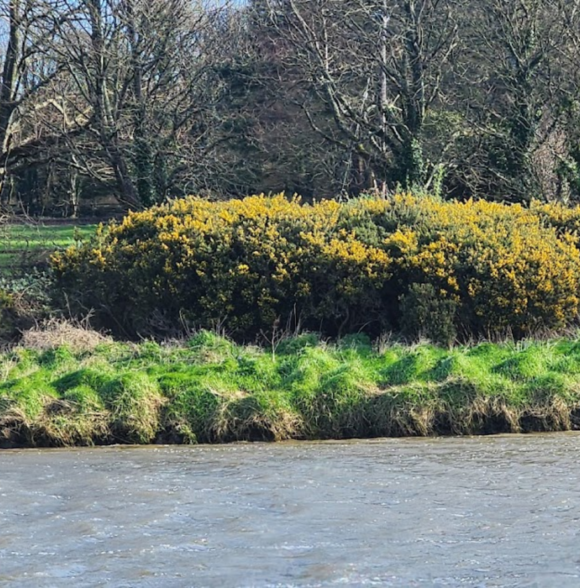 Osprey Viking Cruises