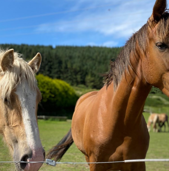 The Paddocks Riding Centre