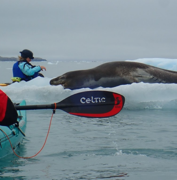 Shearwater Sea Kayaking
